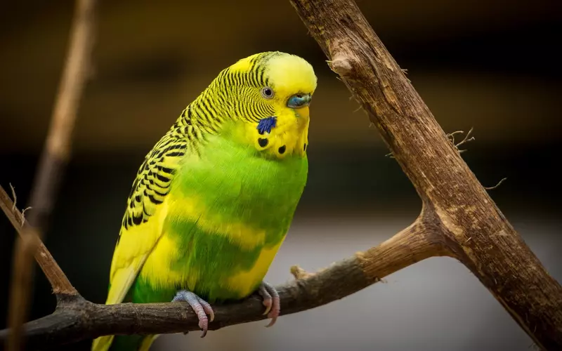 Budgie