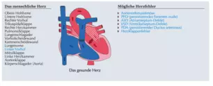 Heart animation - Component of the heart